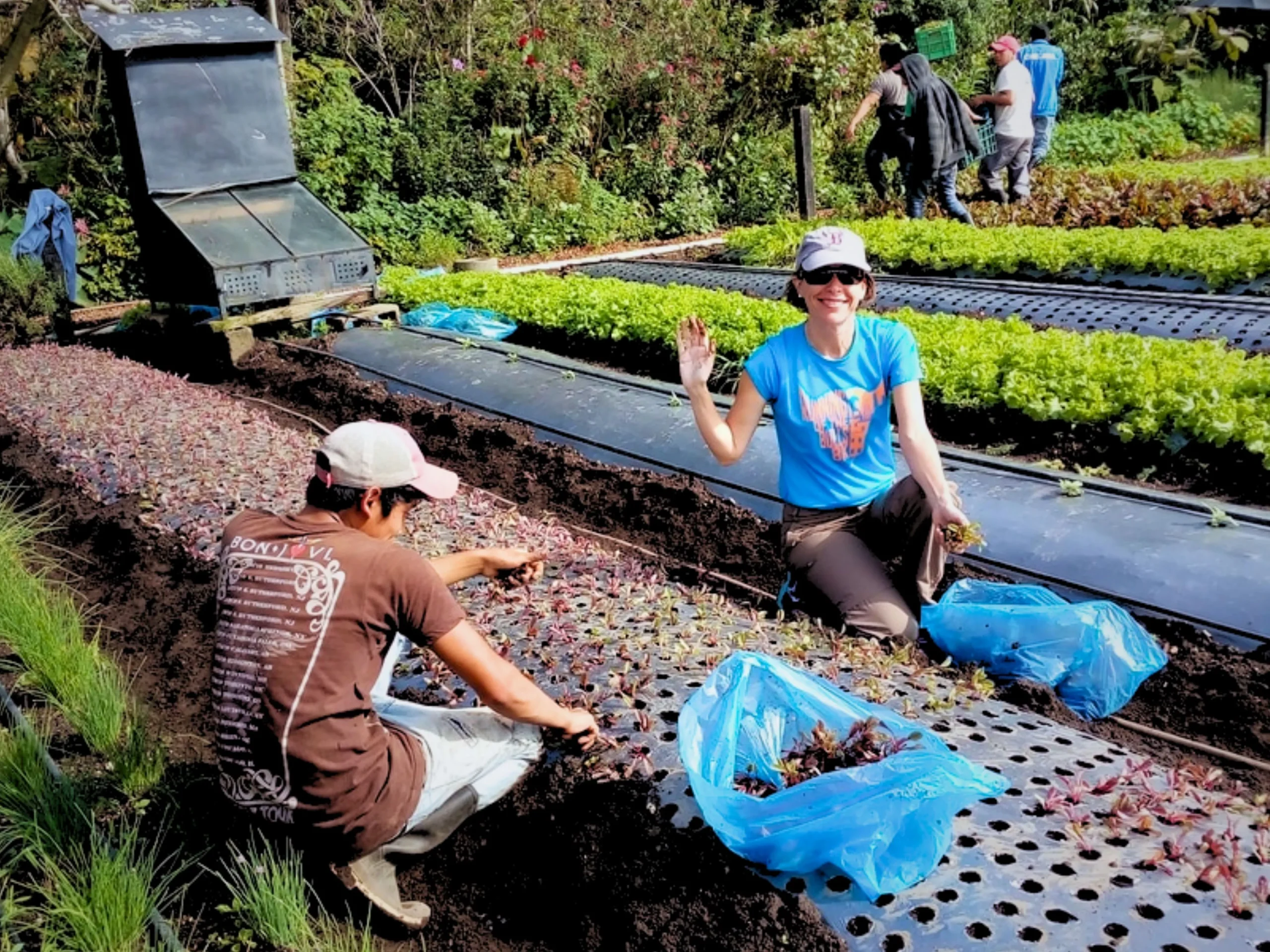 volunteer work caoba organic farm